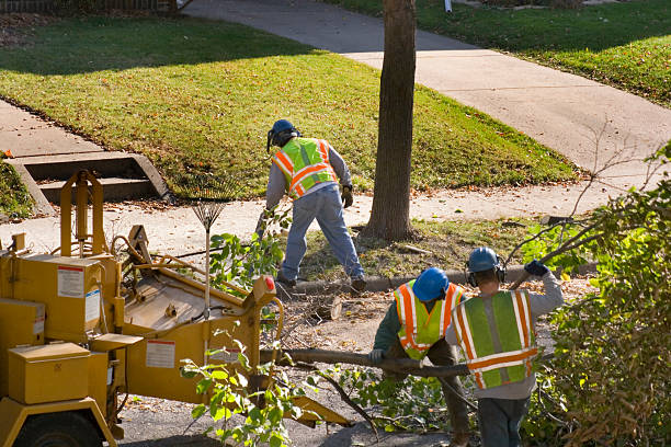 Best Tree and Shrub Care  in Fayetteville, WV