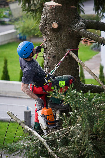 Best Root Management and Removal  in Fayetteville, WV