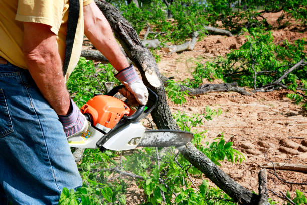 Best Stump Grinding and Removal  in Fayetteville, WV